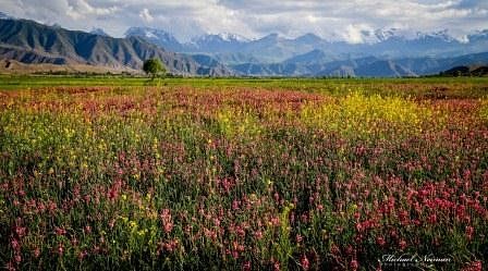 Kyrgystsan alpine meadows