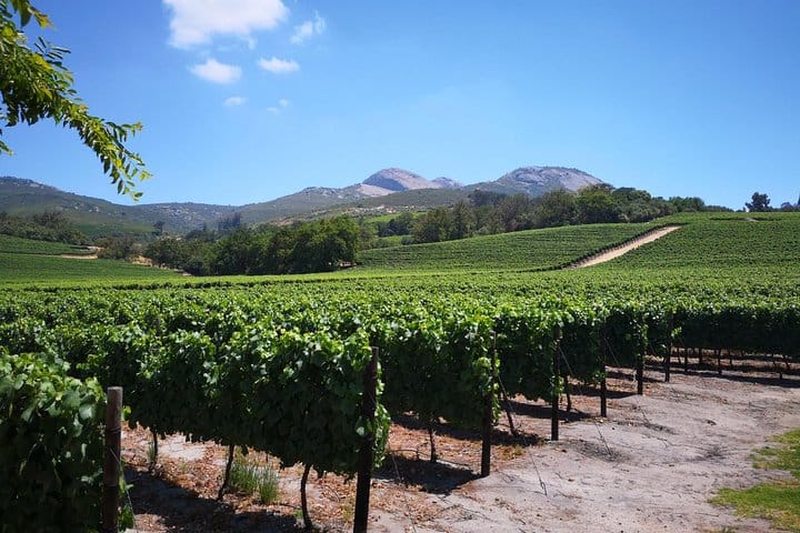 More beautiful vineyards