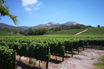 Private Cape Winelands Tour from Stellenbosch, Franschhoek, or Paarl