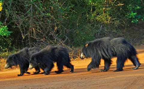 Four-Day Wildlife and City Tour in Colombo and Udawalawe