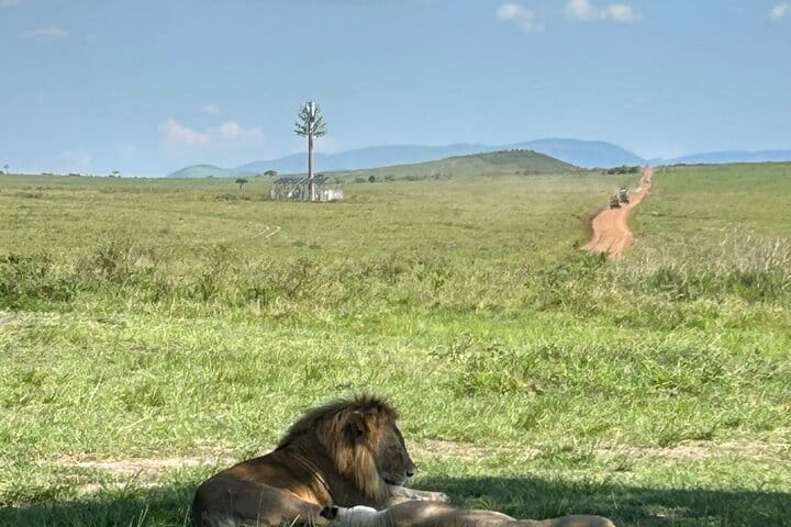 2-Day Masai Mara Safari with Game Drives