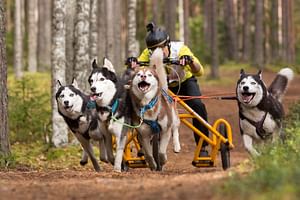 Husky Safari Adventure