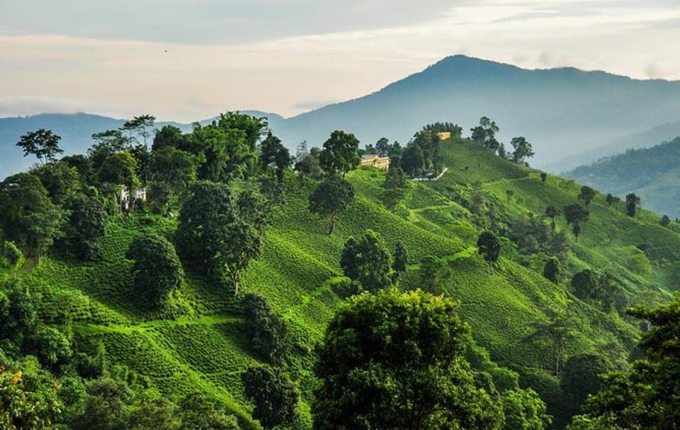 Family Escape to Ilam: 7 Days of Tea Trails & Tranquility