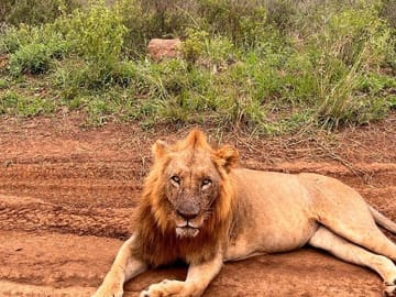 3 Days and 2 Nights Private Maasai Mara Safari