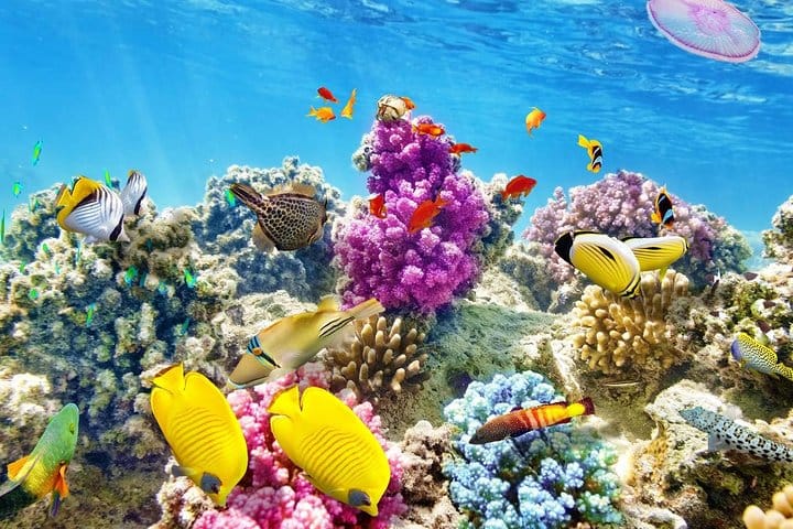 Marsa-Alam Snorkeling day trip Nefertari Cruise