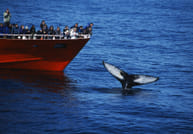 Reykjavík Whales & Snorkeling 4