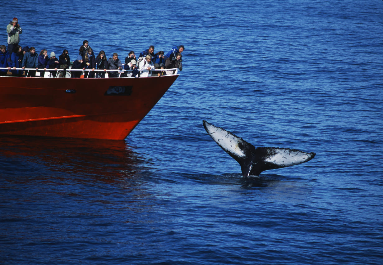 Reykjavík Whales & Snorkeling 4