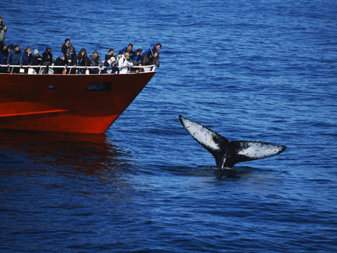 Reykjavík Whales & Snorkeling, photo 4