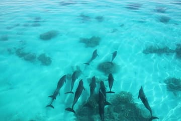 Swim with Dolphins and Enjoy Banana Boat Ride in Hurghada