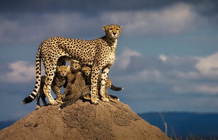 8-Day Private Family Safari Adventure in Nairobi, Kenya