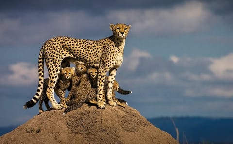 8-Day Private Family Safari Adventure in Nairobi, Kenya