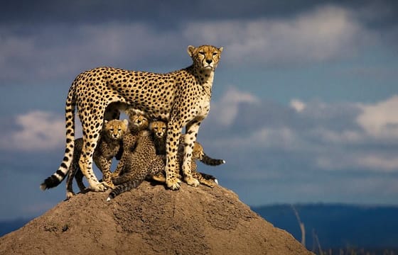 8-Days Best Family Fun Private Safari Experience