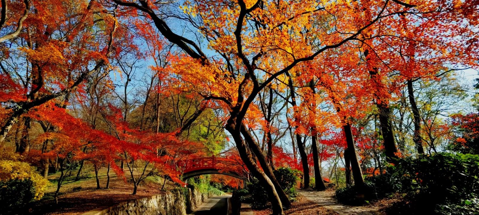 Nanjing's Autumn Blaze: A Tale of Two Gardens at Zhongshan Botanical Garden