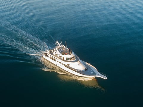 Whale Watching Cruise on a Yacht in Reykjavik , photo 8