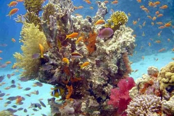 Snorkeling and Boat Tour at Paradise Island, Hurghada