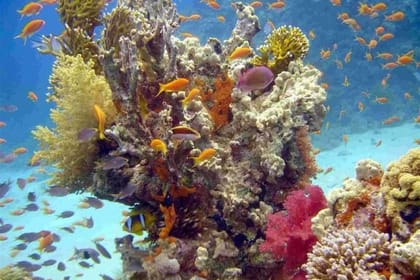 Paradise Island Snorkeling Day on Boat Hurghada