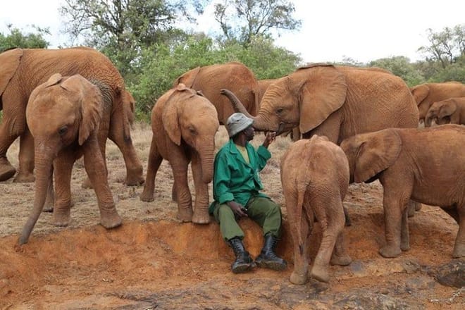 David Sheldrick Elephant Orphanage
