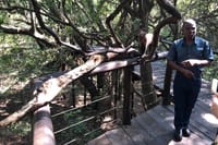Guided monkey sanctuary tour