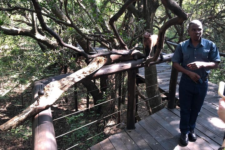 Guided monkey sanctuary tour