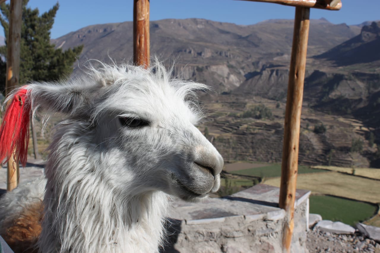 2-Day Flight of Condor on Colca Canyon from Arequipa 8