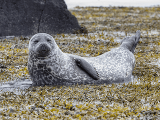 Harbor seal at the Ytri-Tunga seal colony
