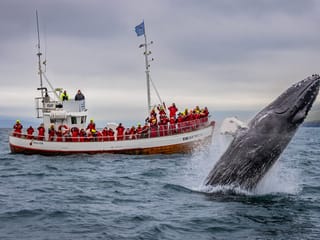 9 Day - Around Iceland & Wild Westfjords, photo 11