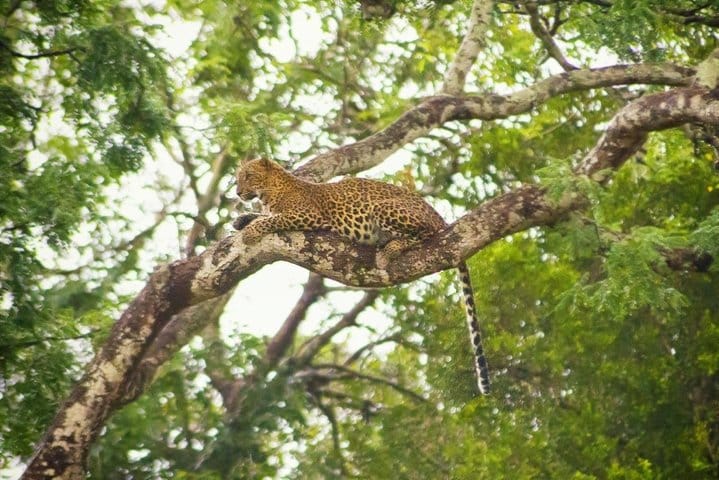Private Safari at Yala National Park