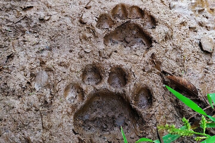 Jungle Wildlife Bike Tour to Iguazu National Park & Jaguar Road