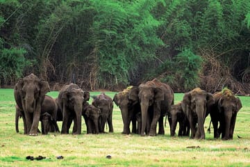 Bangalore to Mysore and Nagarhole National Park Tour