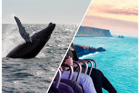 Whale Watching Adventure & FlyOver Iceland: Aerial Oceanic Experience