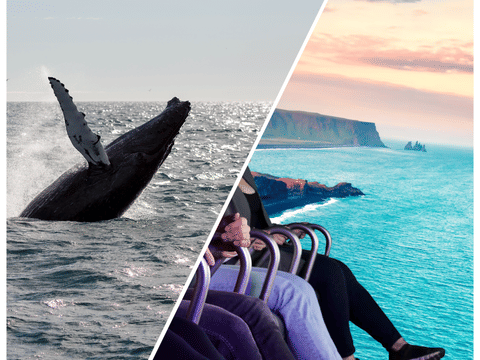 Whale Watching & FlyOver: Aerial Excursions and Oceanic Encounters