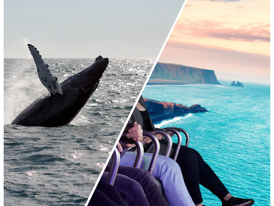 Whale Watching & FlyOver: Aerial Excursions and Oceanic Encounters — Reykjavik Sailors