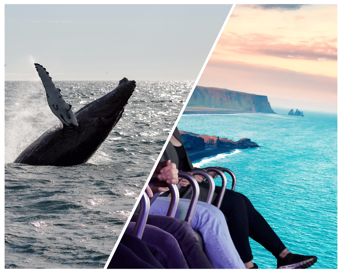 Combine an unforgettable whale watching tour from Reykjavík Harbour with FlyOver Iceland, an immersive flight experience showcasing Iceland’