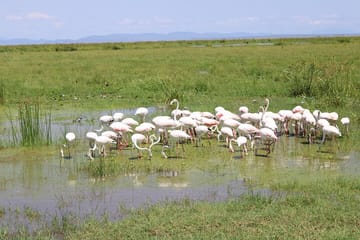 7 Days, 6 Nights Wildlife Photography and Birding Safari