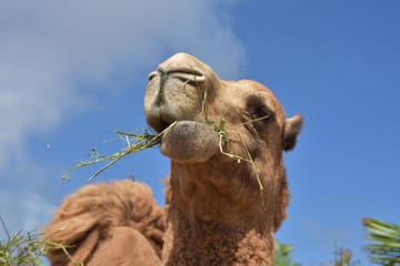 Tangier Camel Ride Tour with Pick-up and Drop-off