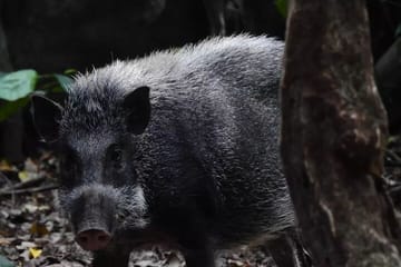 3-Day Ujung Kulon National Park Private Guided Tour