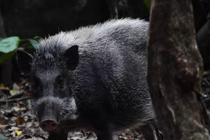 3-Day Ujung Kulon National Park Private Guided Tour