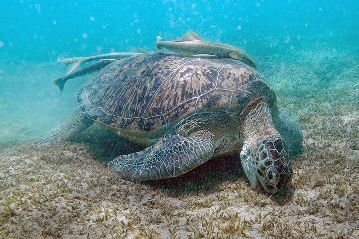 Abu Dabab Semi-Private Trip with tickets & lunch from Hurghada