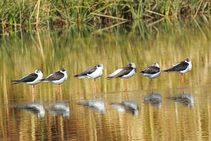 Private Tour Desert Castles Eastern Jordan with Azraq Wetland from Dead Sea