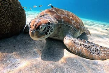 Snorkeling Tour with Dolphins in Hurghada, Egypt