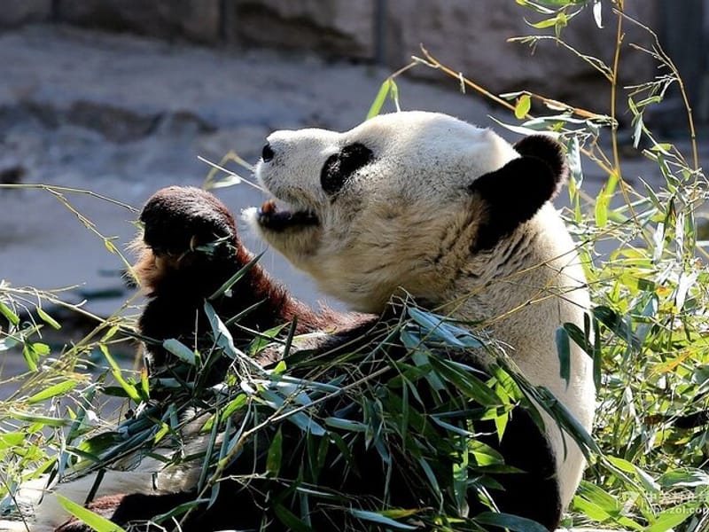 BJ Private Tour - Temple of Heaven, Panda House and Summer Palace