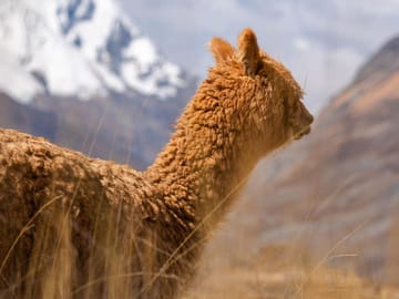 Mountain Biking Adventure in Huaraz, Peru