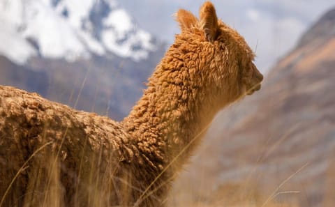 Mountain Biking Adventure in Huaraz, Peru