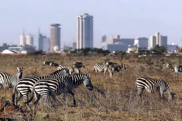 Early Morning Half Day Group Tour to Nairobi National Park