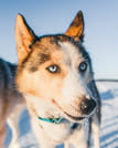 Snowmobile Safari to Reindeer and Husky Farm - Rovaniemi 2