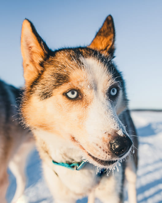 Snowmobile Safari to Reindeer and Husky Farm - Rovaniemi photo 2