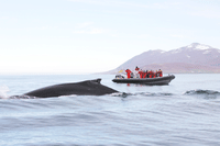 Akureyri Express Whales & Eyjafjord 2
