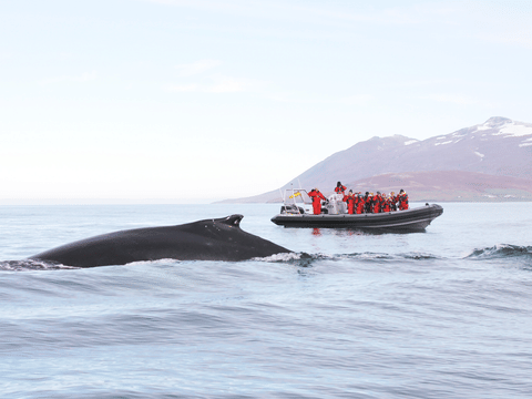Akureyri Express Whales & Eyjafjord, photo 2