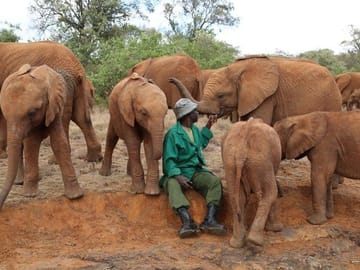 David Sheldrick Elephant Orphanage