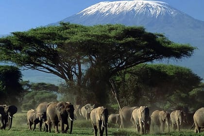 Amboseli National Park Guided Day Tour